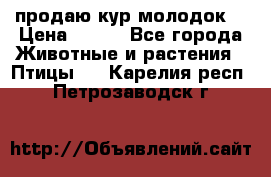 продаю кур молодок. › Цена ­ 320 - Все города Животные и растения » Птицы   . Карелия респ.,Петрозаводск г.